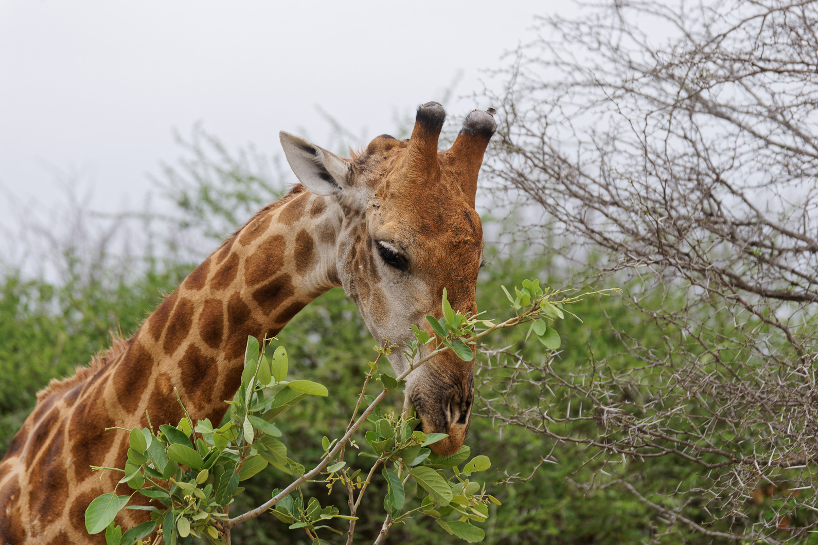 20161113 125824 Giraffe